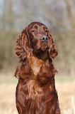SETTER IRLANDAIS 434